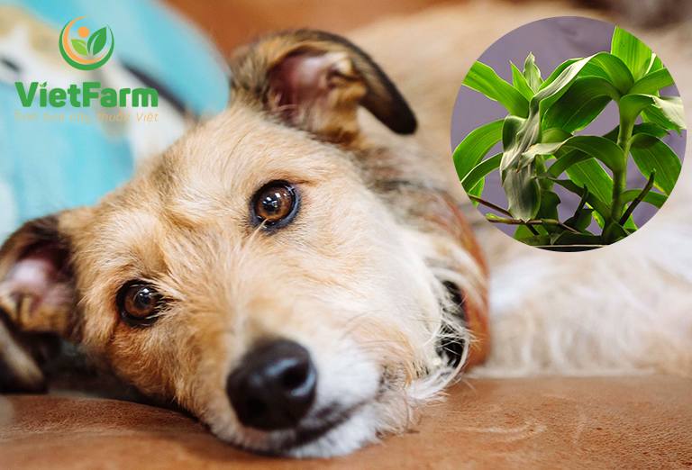 Dùng cây lược vàng có thể chữa bệnh viêm ruột ở chó