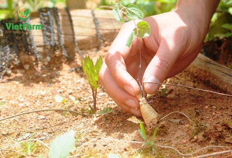 Kỹ thuật trồng cây đẳng sâm con và chăm sóc