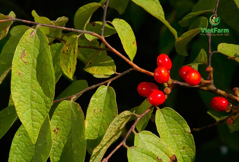 Hình ảnh cây ô dược đặc trưng với quả chín màu đỏ tươi