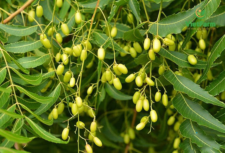 Hình ảnh cây neem Ấn Độ trong thiên nhiên