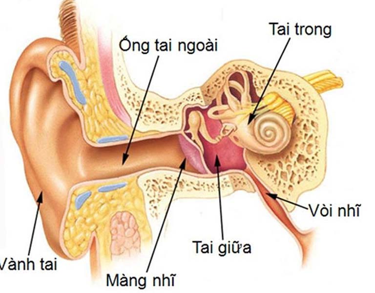 Viêm tai giữa xảy ra do sự tấn công của vi khuẩn vào vùng tai giữa của người bệnh