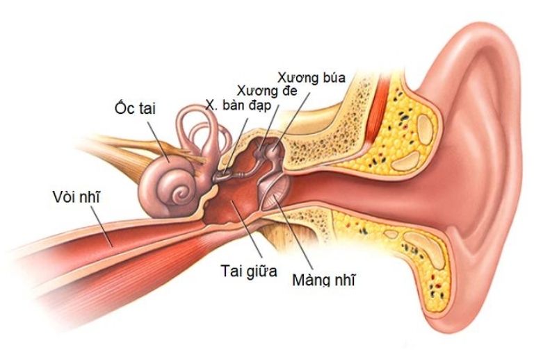 Viêm tai giữa là bệnh lý xảy ra ở vị trí tai giữa khiến cho người mắc bệnh đau đớn và khó chịu.