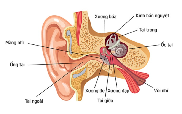 Viêm tai ngoài là hiện tượng nhiễm trùng tại lớp da mỏng bên ngoài ở khoang tai