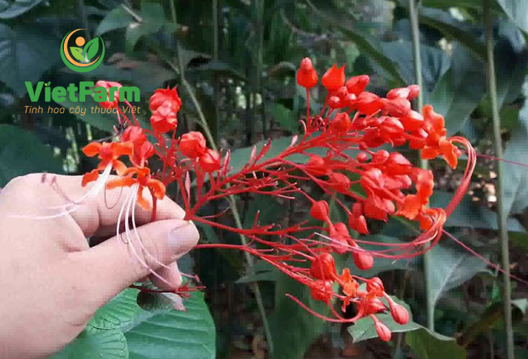 Hình ảnh cây Xích Đồng Nam với hoa màu đỏ đặc trưng, lá hình tim, thân vuông