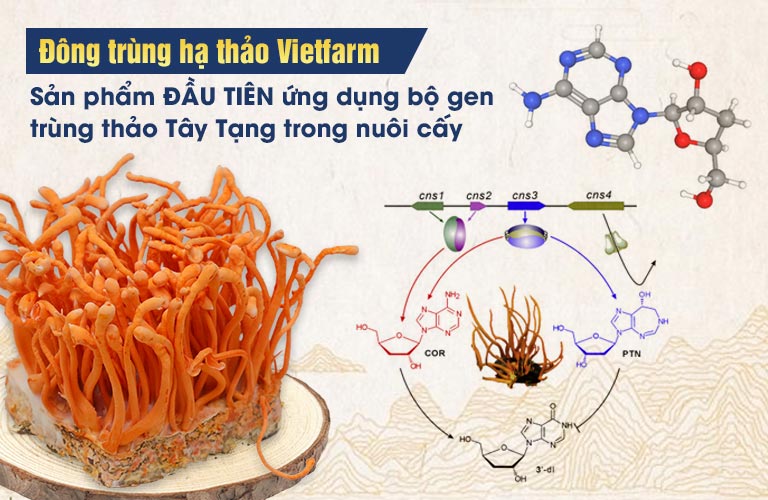 Đông trùng hạ thảo Vietfarm ứng dụng thành công bộ gen đông trùng hạ thảo tây Tạng
