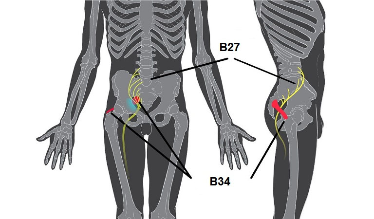 2 huyệt là B27 và B34 nằm ngay ở vị trí trên mông và đáy của cột sống