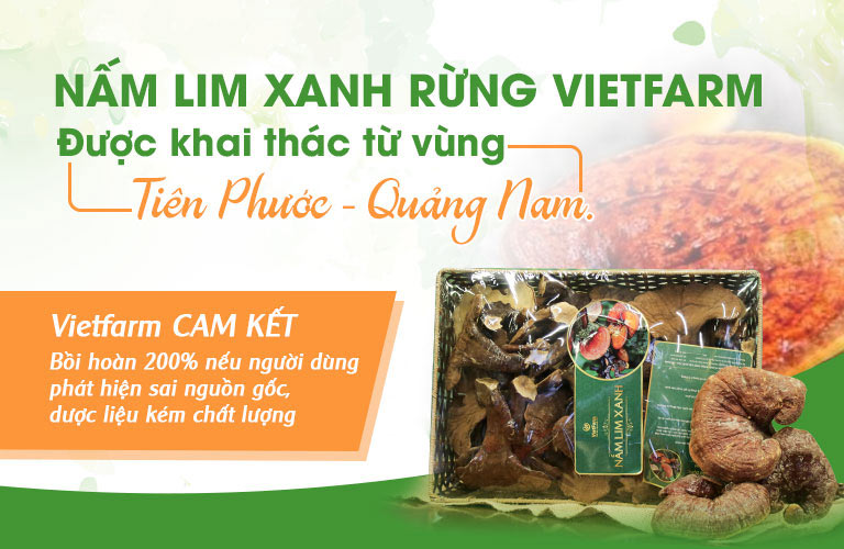 Nấm lim xanh Vietfarm được khai thác chính gốc từ quê hương Tiên Phước