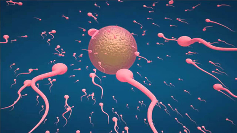 Tinh trùng có ảnh hưởng đến thai nhi không nếu quan hệ khi phôi thai hình thành - Đáp án là không