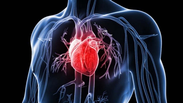 Trùng thảo giúp cải thiện bệnh lý tim mạch