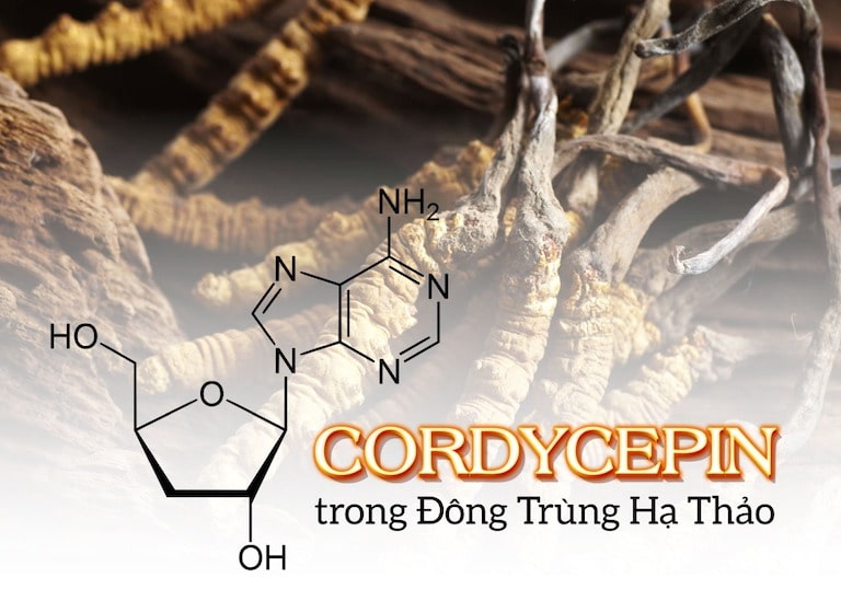 Hàm lượng Cordycepin trong đông trùng chiếm 169-250 mg/100gr