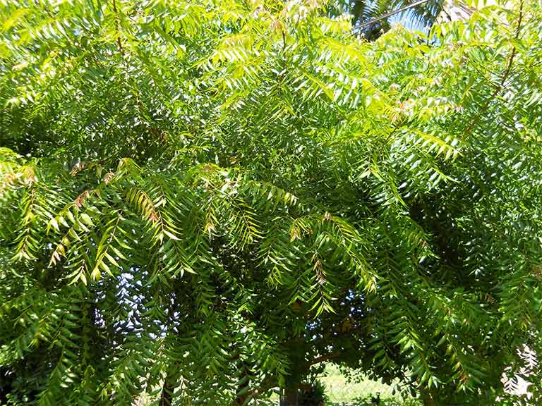 Cây Neem Ấn Độ thường phát triển mạnh ở vùng nhiệt đới và cận nhiệt