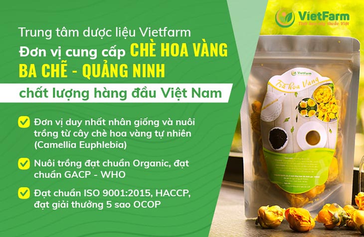 Trà hoa vàng Vietfarm được nuôi trồng đạt chuẩn GACP chính gốc Ba Chẽ, Quảng Ninh