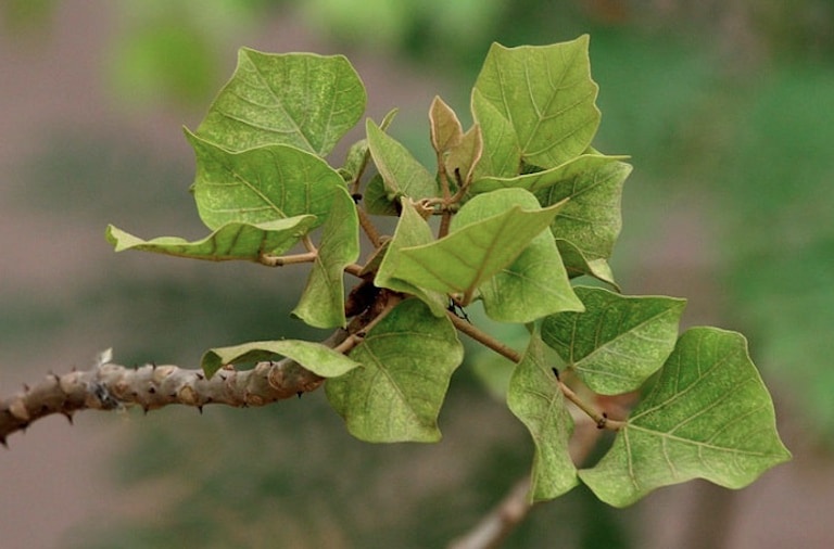 Cách chữa bệnh trĩ bằng lá cây vông có thể giúp cho các búi trĩ chậm phát triển