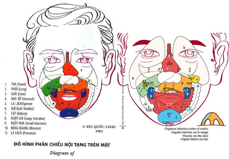 Đồ hình phản chiếu nội tạng và vị trí huyệt đạo trên gương mặt