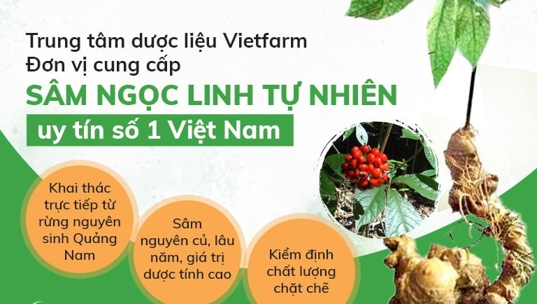 Sâm Ngọc Linh Vietfarm - một sản phẩm hoàn toàn từ tự nhiên
