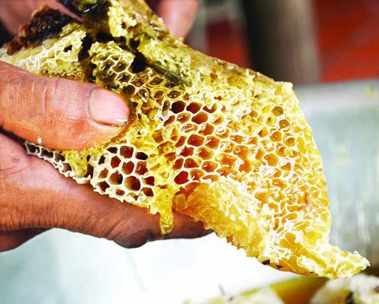 Mật ong rừng tốt hơn và nhiều dưỡng chất hơn mật ong nuôi 
